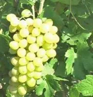 Черенки винограда Первозванный