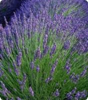 Семена Лаванды Lavender