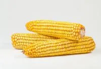 Семена кукурузы Маг