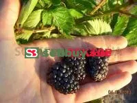 Саженцы ежевики Прайм-Арк (Prime-ark)