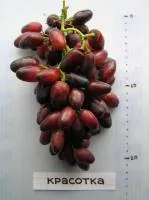 Черенки винограда Красотка