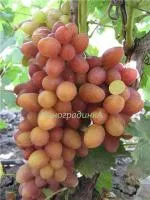 Сорт винограда София