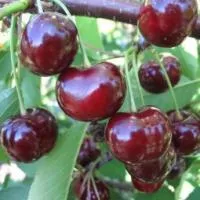 Саженцы вишни Подбельского