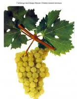 Саженцы винограда Иршаи Оливер