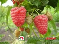 Саженцы малины Большая Каретная