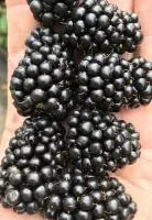 Саженцы бесшипной ежевики Бжезина