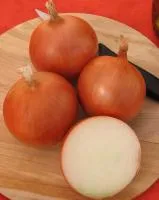 Лук Яровой МЕДУЗА F1 (250 000 семян) Takii Seeds