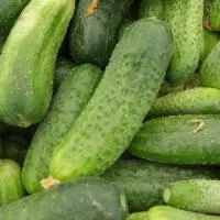 Огурец ШАКТИ F1 (250 семян) (PR) Rijk Zwaan