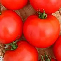 Томат ФЛОРИДА 47 Р F1 (5000 семян) Seminis