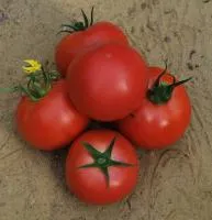 Томат ПИНК МАНИ F1 (250 семян) Quality Seeds