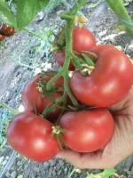 Томат ПИНК ХАРВЕСТ F1 (250 семян) Quality Seeds
