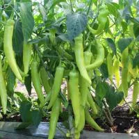 Перец острый KS 65 F1 (1000 семян) Kitano Seeds