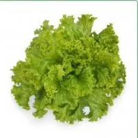 Салат батавия КС 129 (5 грамм) Kitano Seeds