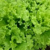 Салат батавия КС 190 (5 грамм) Kitano Seeds