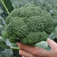 Капуста брокколи КЕЗЗИ F1 (2500 cемян) Kitano Seeds