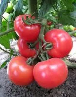 Томат KS 14 F1 (100 семян) Kitano Seeds