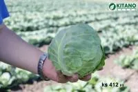 Капуста белокочанная KS 412 (АКИРА) F1 (2500 cемян) Kitano Seeds