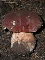 Мицелий Белый гриб сосновый, Боровик (Boletus pinophilus)