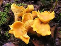 Мицелий Лисичка желтая (лат. Cantharellus lutescens)