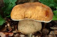 Мицелий Белый гриб сетчатый (Boletus reticulatus)