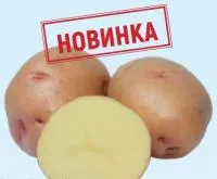 Насіннєва картопля Княгиня, I репродукція